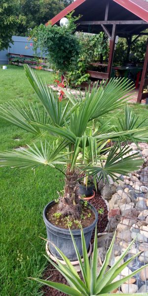 Plante de interiore si exterior. - imagine 6