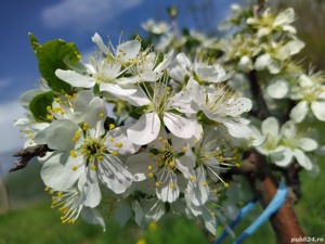 Vand tuica de prune - imagine 5