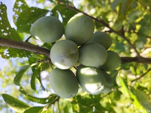 Vand tuica de prune - imagine 3