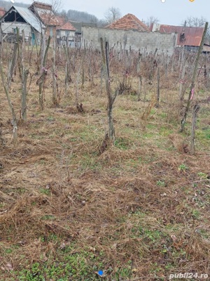 vand casa si teren in jurul casei, in Lucsoara Mehedinți, com.Brosteni  - imagine 2