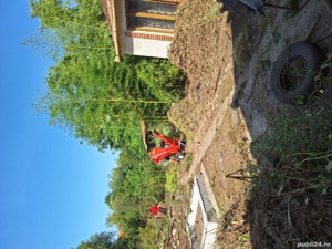 ofer servicii spatii verzi,defrisari terenuri