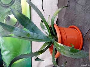 vand aloe
