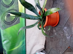 vand aloe - imagine 2