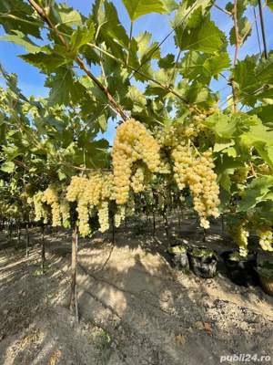 pomi fructiferi si vita de vie 