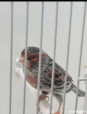 vand canari  - imagine 4 vand canari  - imagine 4