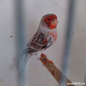 vand canari  - imagine 2 vand canari  - imagine 2