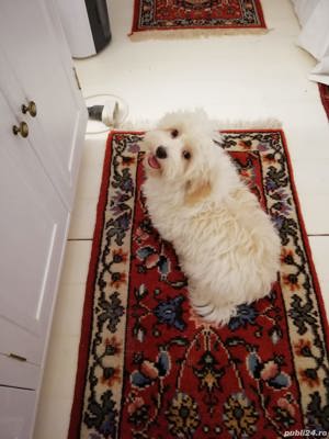 bichon havanez cu pedigree - imagine 4