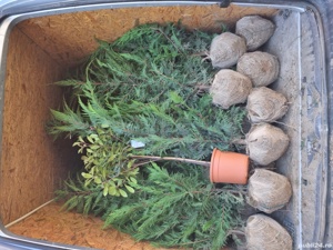 Pepiniera Cristea Ioan vinde Chiparos Leyland gard viu (altoit) - imagine 4