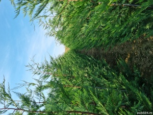 Pepiniera Cristea Ioan vinde Chiparos Leyland gard viu (altoit) - imagine 3