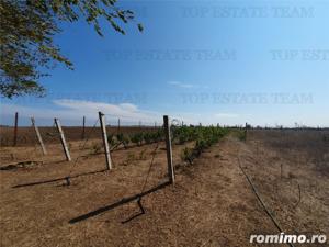 Teren intravilan agricol si teren curti constructii Lot 2 Parcela A326 49 - imagine 6
