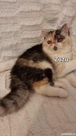 Exotic Shorthair - Zuzu, fetita, cu pedigree (sterilizata)