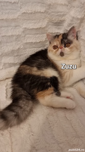 Exotic Shorthair - Zuzu, fetita, cu pedigree (sterilizata) - imagine 1