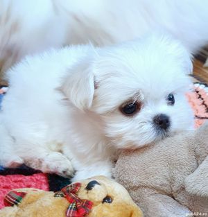 Catei bichon maltese - imagine 2