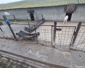 Ferma agrozootehnica - Instalarea tinerilor fermieri - imagine 8