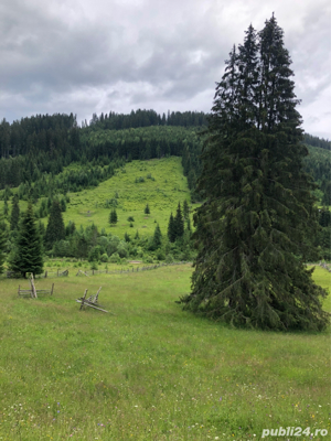 Parcele teren munte padure Panaci Vatra Dornei - imagine 9