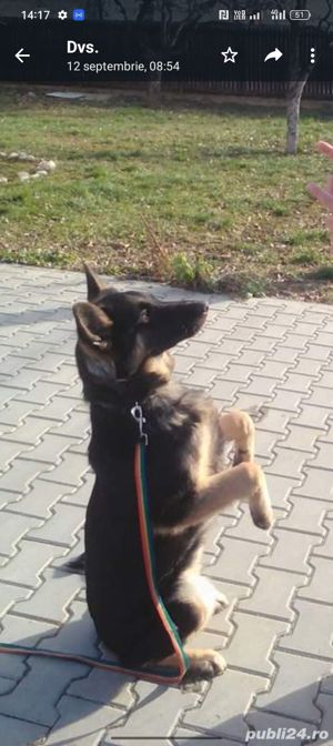 Dresaj caini la domiciliu Pitesti - imagine 5