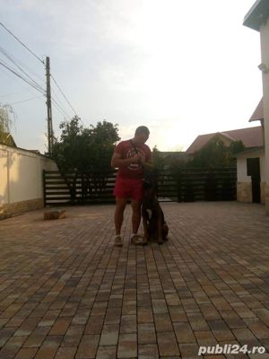 Dresaj caini la domiciliu Pitesti - imagine 4