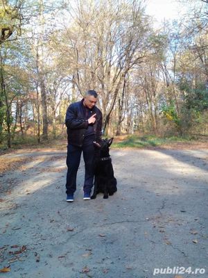 Dresaj caini la domiciliu Pitesti - imagine 3