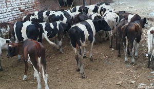 Viței de vânzare - imagine 5