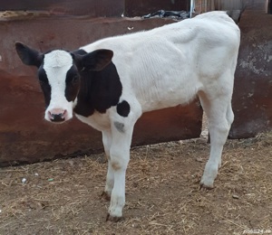 Viței de vânzare - imagine 2