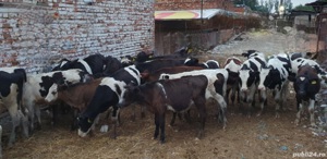 Viței de vânzare - imagine 4