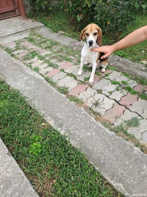 Beagle mascul - imagine 2