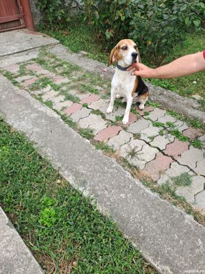 Beagle mascul