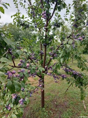 Curățare și toaletare pomi fructiferi - imagine 3