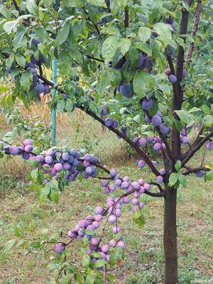 Curățare și toaletare pomi fructiferi - imagine 2