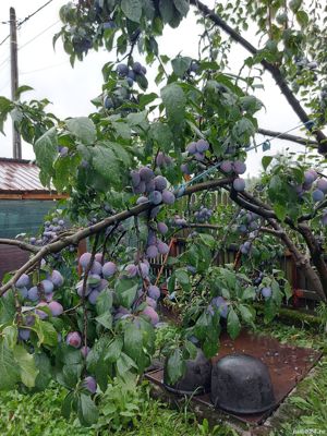 Curățare și toaletare pomi fructiferi - imagine 4