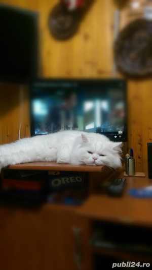 Motan persan alb - imagine 4 Motan persan alb - imagine 4