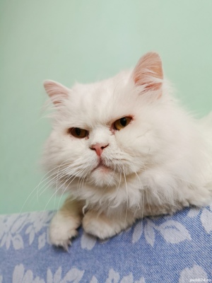 Motan persan alb - imagine 6 Motan persan alb - imagine 6