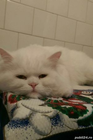 Motan persan alb - imagine 3 Motan persan alb - imagine 3