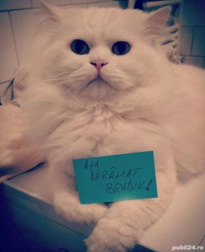 Motan persan alb - imagine 5 Motan persan alb - imagine 5