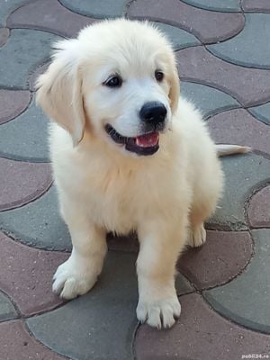 Vand catel de golden retriever
