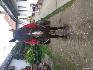 Armasar de vanzare  - imagine 5