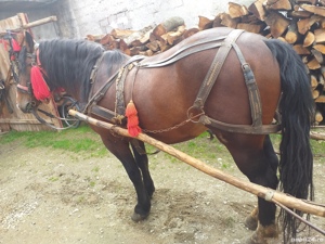 Armasar de vanzare  - imagine 2