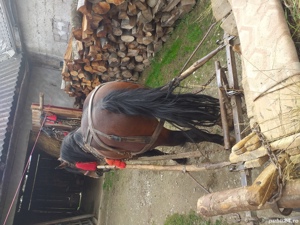 Armasar de vanzare  - imagine 4