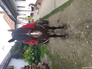 Armasar de vanzare  - imagine 6