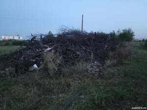 lemne prun defrisare