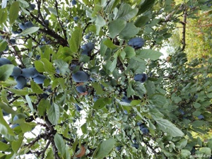 Vand tuica de prune naturala - imagine 2