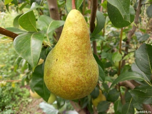 Vând pomi fructiferi. Sfântu  Gheorghe,  tel   