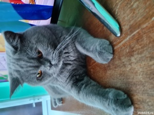 British Shorthair Blue - imagine 1