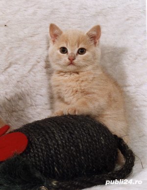 british red tabby - imagine 2