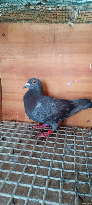 Porumbei voiajori culori rare - imagine 3