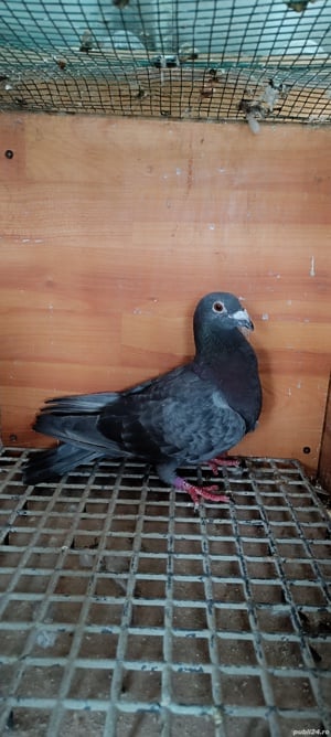 Porumbei voiajori culori rare - imagine 2