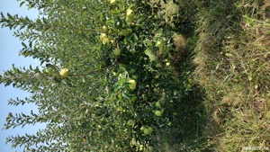 Vând livada meri - imagine 3