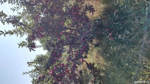 Vând livada meri - imagine 2