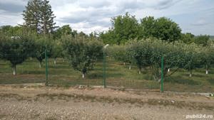 Vând livada meri - imagine 5