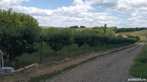 Vând livada meri - imagine 4